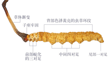 冬蟲夏草價(jià)格